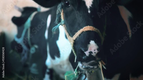 Animal Video Collection, Cute Pets, Wild Creatures, and Natural Wildlife Moments in Motion
