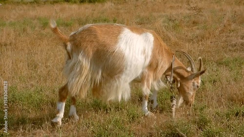 Animal Video Collection, Cute Pets, Wild Creatures, and Natural Wildlife Moments in Motion
