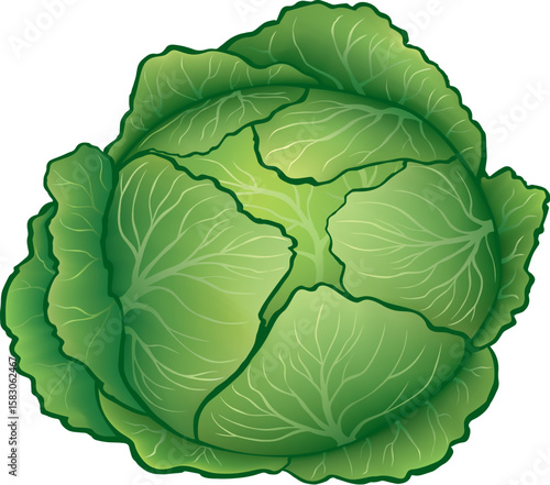 Bright vector illustration of cabbage isolated on white background