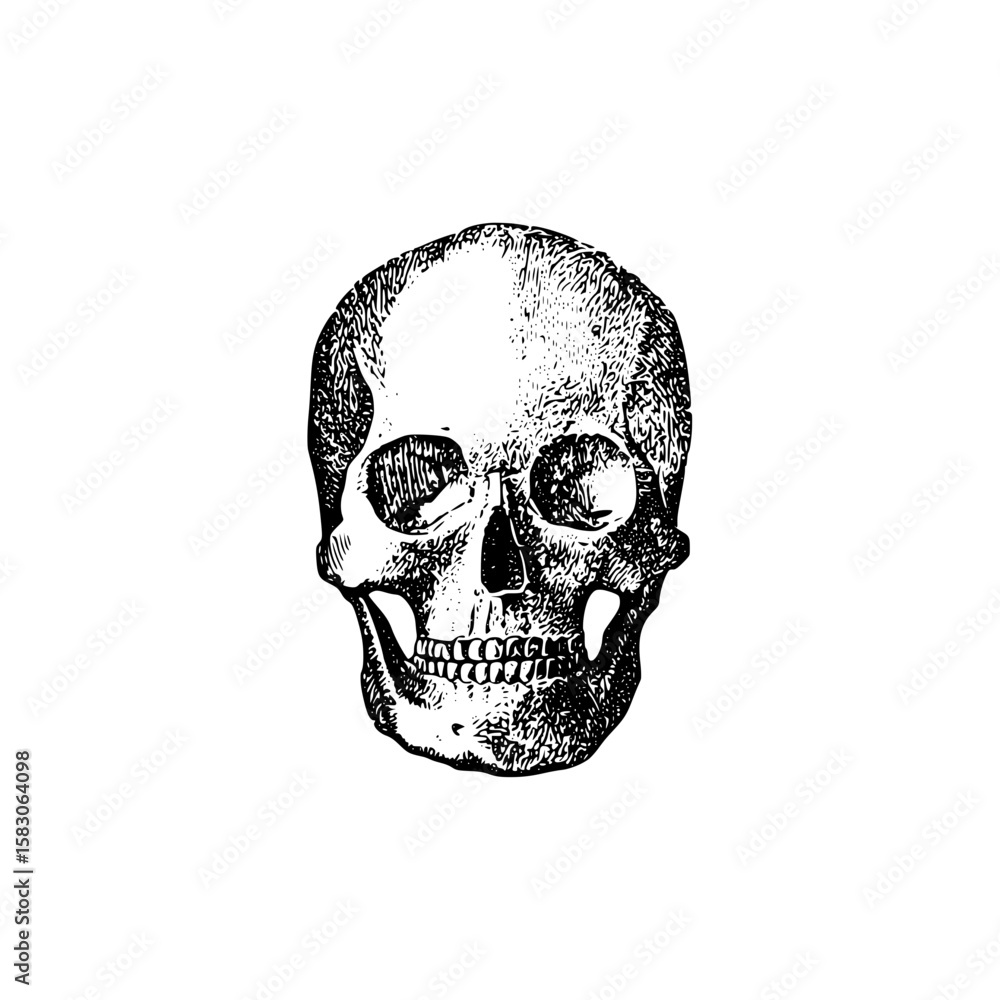 Fototapeta premium skull and crossbones