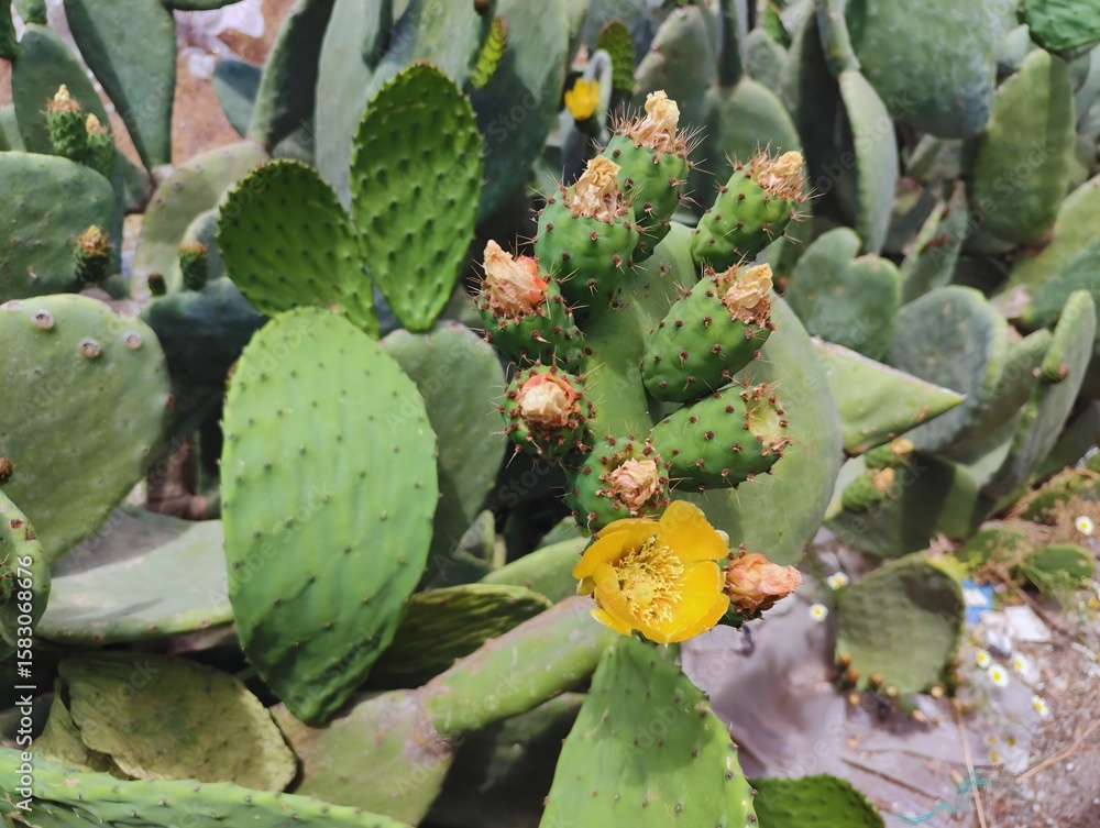 Beautiful yellow cactus flowers blooming prickly pear nature background poster high quality resolution hd 8k closeup wallpaper banner photography image photo Beautiful yellow cactus flowers blooming prickly pear nature background poster high quality resolution hd 8k closeup wallpaper banner photography image photo