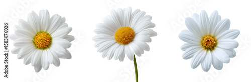 PNG White daisy flower arrangement with isolated on transparent background.