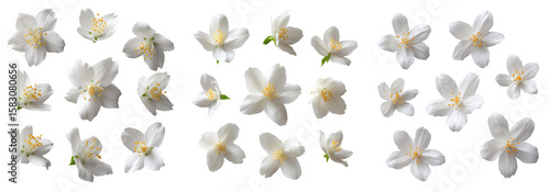 Scattered white jasmine flowers with yellow centers isolated on black background