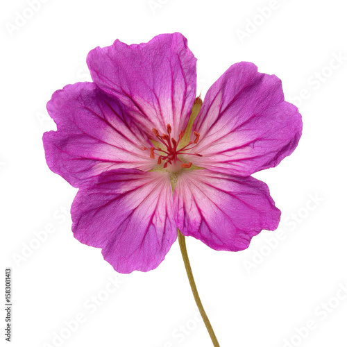 Single pink geranium flower with delicate petals and visible veins isolated on black background