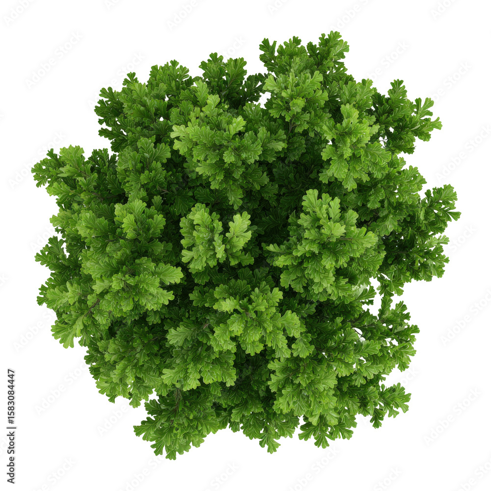 Fototapeta premium Overhead view of a lush green leafy tree, isolated on black background