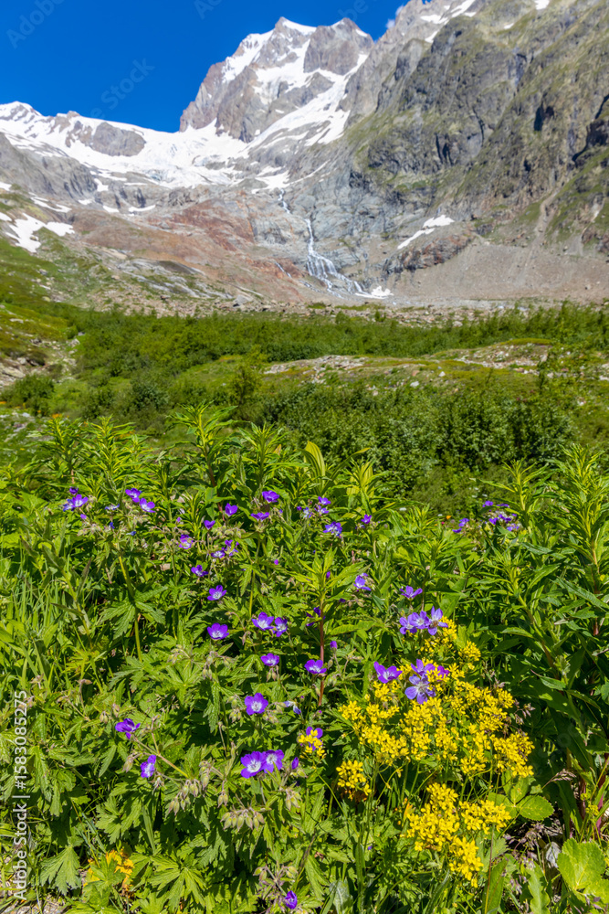 Obraz premium Courmayeur mountain valleys Val Veny and Val Ferret in the Alps in Italy. Rocky snow mountain peaks above green blooming flower valley on sunny day. Tour du Montblanc mountain landscape in the Alps