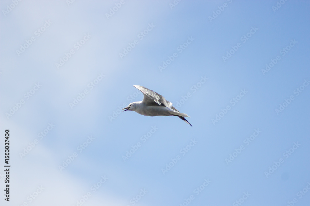 A lone seagull gracefully soars through the vast expanse of the bright blue sky A lone seagull gracefully soars through the vast expanse of the bright blue sky