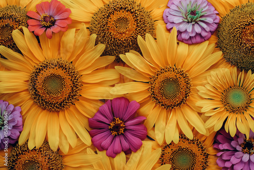 Many beautiful sunflowers and colorful zinnias in full bloom, top down view. Floral summery texture for background.