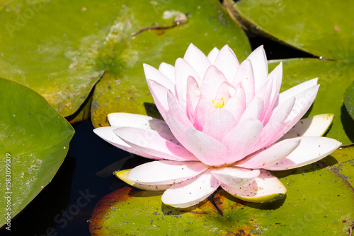 A white water lily blooming gracefully on the surface of a calm pond, surrounded by green lily pads. The pristine petals and tranquil water setting create a peaceful and elegant natural scene