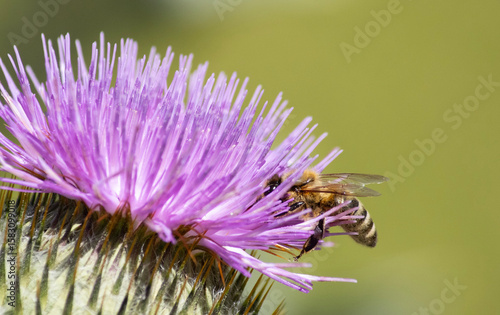 A bee feeding on nectar from a flower, captured in detailed macro. The image shows the contrast between the insect’s sharp features and the delicate petals, offering a striking view of pollination in