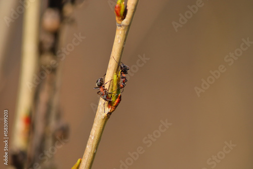 Two ants interacting on a slender branch, captured in stunning macro detail. The close-up view highlights the intricate textures of their bodies and the natural environment.