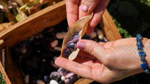 Foto Shelling ripe harvested runner beans or Phaseolus coccineus by hands, into a basket outdoors in the garden