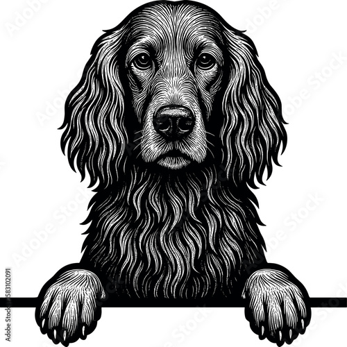 Irish Setter Peeking vector silhouette design