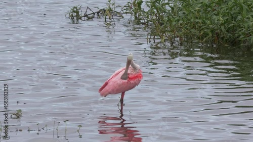 Roseate Spoonbill grooms its feathers in Florida Lake
