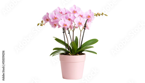 Wallpaper Mural Elegant pink orchid plant in a light pink pot isolated on solid white background Torontodigital.ca