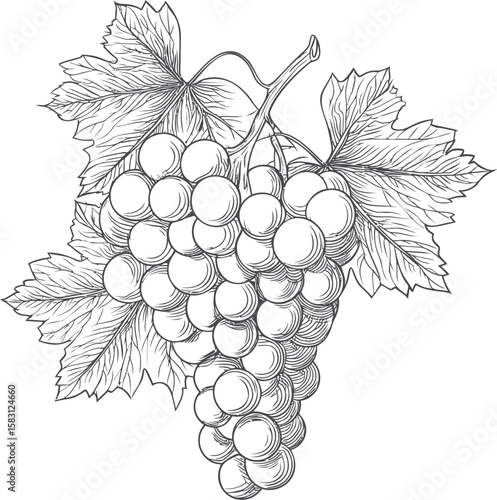 Line drawing of detailed grape cluster with leaves in black and white