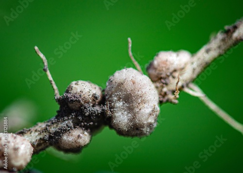 soybean roots closeup