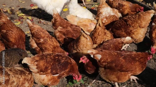 red brown domestic chickens foraging on organic farm. flock of chicken walking and eating in countryside yard