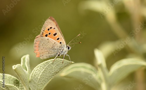 Wallpaper Mural Macro shot of Small Copper butterfly (Lycaena phlaeas) resting gently on textured green leaf. Its vibrant copper-orange wings with black spots stand out against the softly blurred natural background. Torontodigital.ca