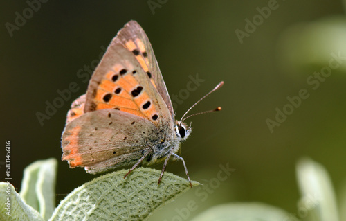 Wallpaper Mural Macro shot of Small Copper butterfly (Lycaena phlaeas) resting gently on textured green leaf. Its vibrant copper-orange wings with black spots stand out against the softly blurred natural background. Torontodigital.ca