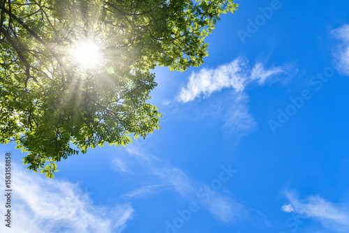 夏の日差し