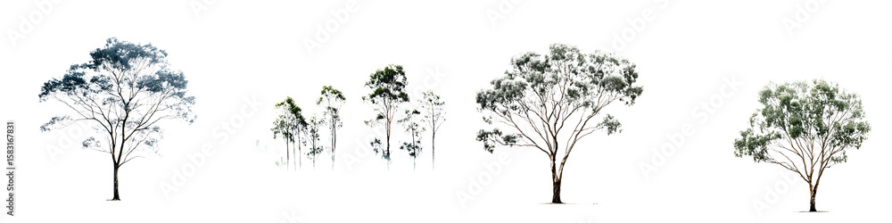 Obraz premium Eucalyptus Trees Silhouettes on White Background