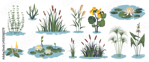 Cartoon pond plants. Water flora and grass, swamp botany, lily, reeds, cattails, lotus, natural lake summer landscape elements, wild growing, decoration for garden, tidy vector isolated set