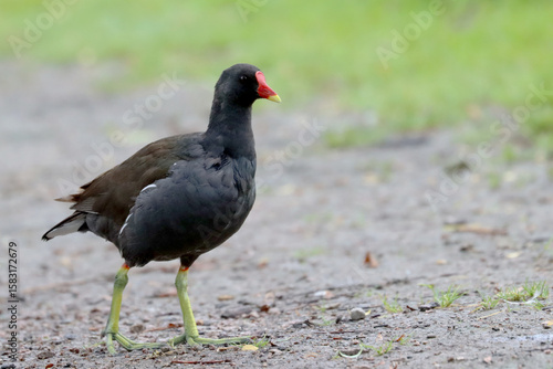 Photography Common moorhen