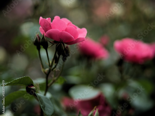 5月に咲いた赤くて美しいバラの花「アンジェラ」