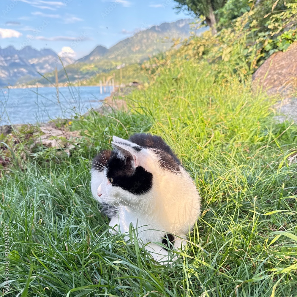 Obraz premium cow in the mountains
