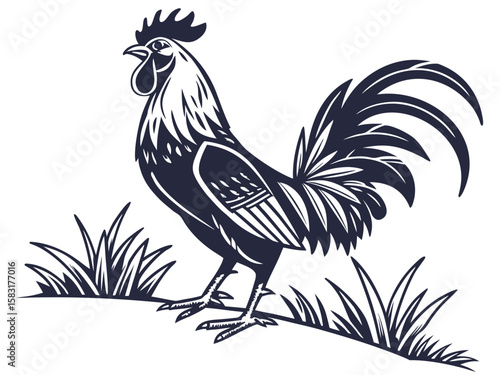 rooster and cock