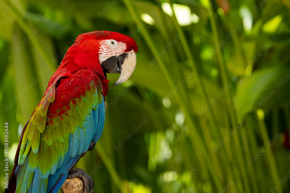 Fototapeta premium Colorful portrait of Red Macaw parrot against jungle. Wildlife and rainforest exotic tropical bird