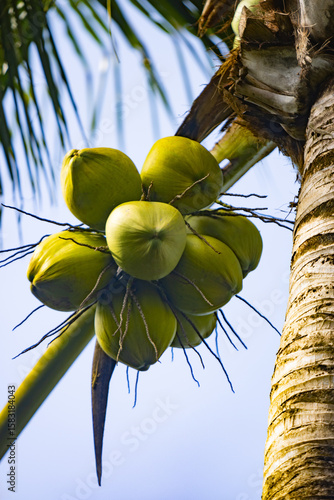 Coconuts on a palm tree. Fr...
