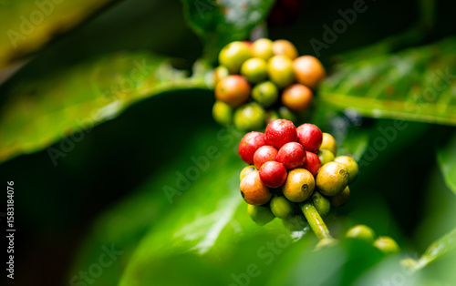 Close up fresh red and gree...