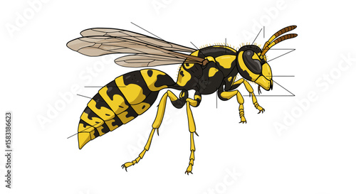 Vector illustration of an insect diagram with blank labels to be filled in with the names of the wasp's body parts