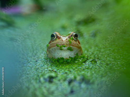 Frog in a garden pond