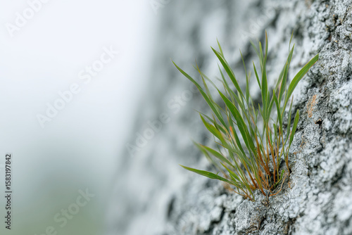 create photorealistic ultraminimalist image perfect for websites homepage featuring serene natural scene