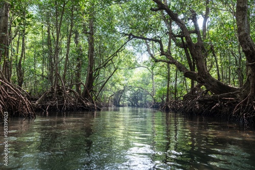 A dark river runs through a mangrove forest the trees roots exposed