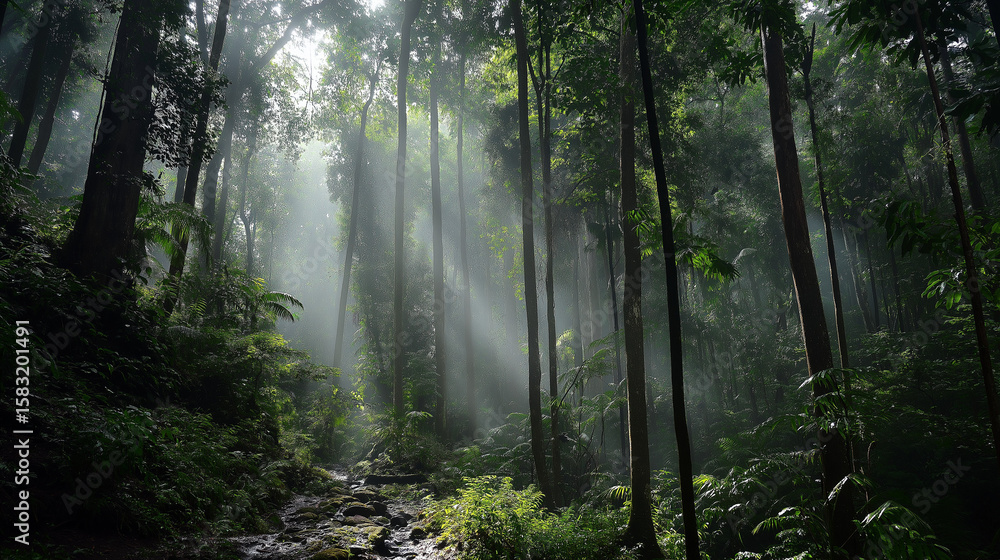 Obraz premium Sunbeams Through Dense Forest Canopy