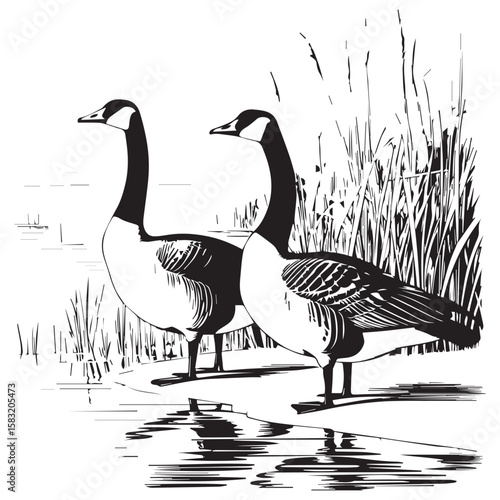 Two canada geese stand gracefully by the water s edge amidst tall reeds in a striking black and white illustration