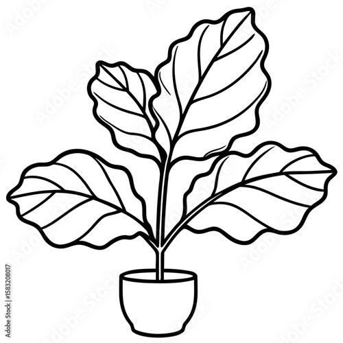 Detailed line art illustration of a fiddle leaf fig plant with textured leaves isolated on white background