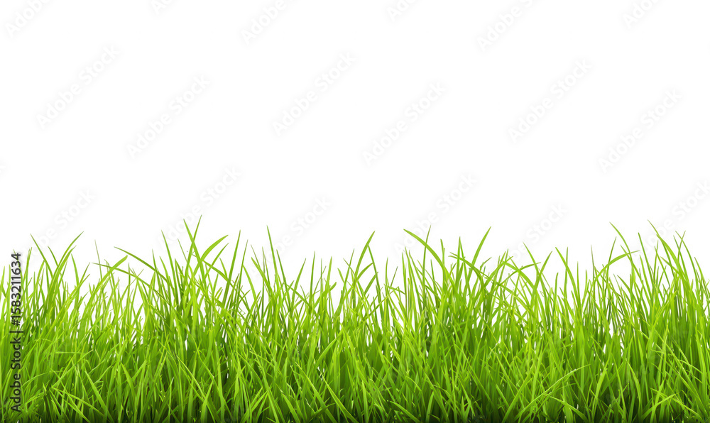 Fototapeta premium Green grass border on a white background, png, transparent