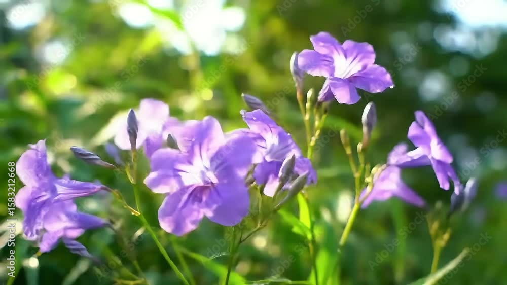 Vibrant purple flowers blooming in the soft glow of natural sunlight Vibrant purple flowers blooming in the soft glow of natural sunlight