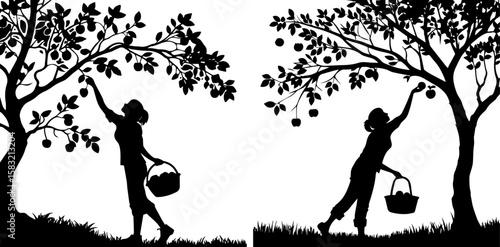 Fruit Picking Harvest - Silhouette of Woman Gathering Apples from Tree