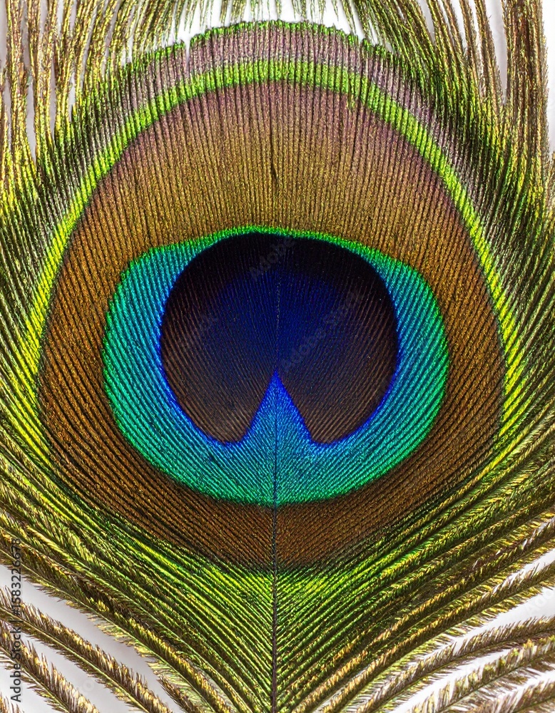 Obraz premium Extreme Macro of Vibrant Peacock Feather Eye. Iridescent Blue, Green & Gold Plumage Detail. Exotic Bird Texture for Nature, Luxury & Graphic Design Backgrounds