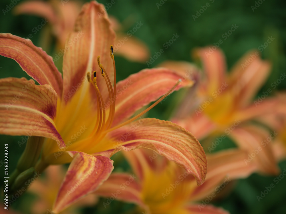 7月に美しく咲いたオレンジ色のホンカンゾウの花 7月に美しく咲いたオレンジ色のホンカンゾウの花