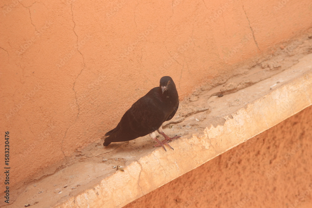 Obraz premium Black dove close up