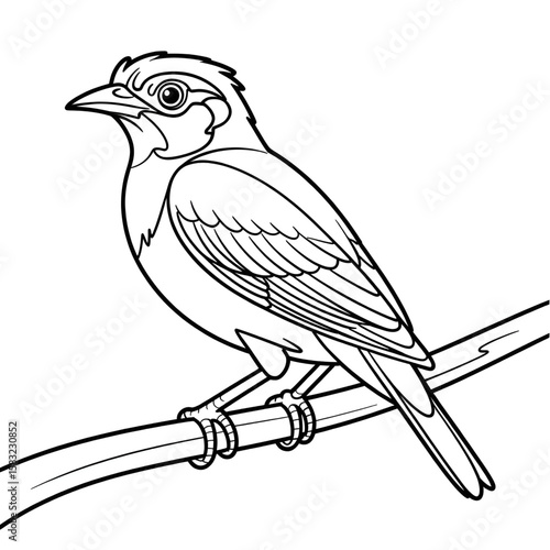 Line drawing of a myna bird coloring page design