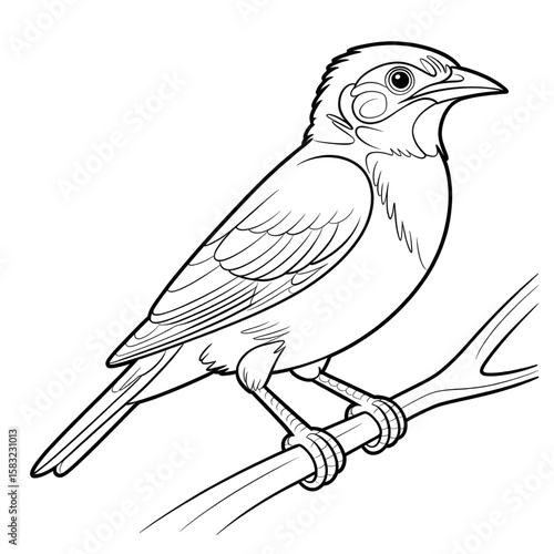 Myna line drawing coloring page design