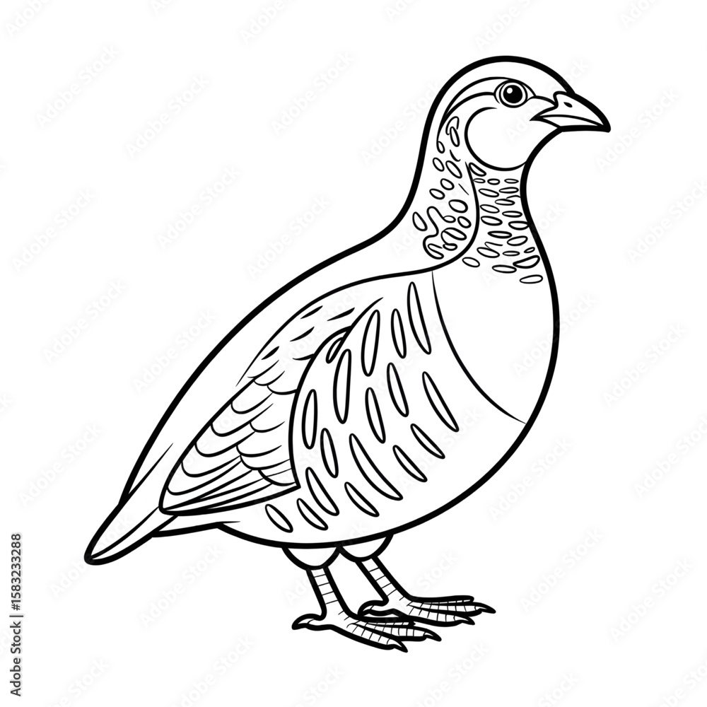 Fototapeta premium Partridge line drawing coloring page design